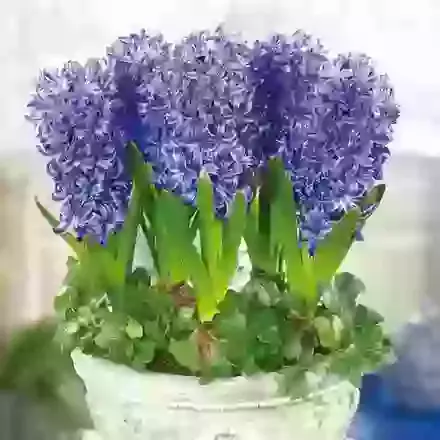 Blue Pearl